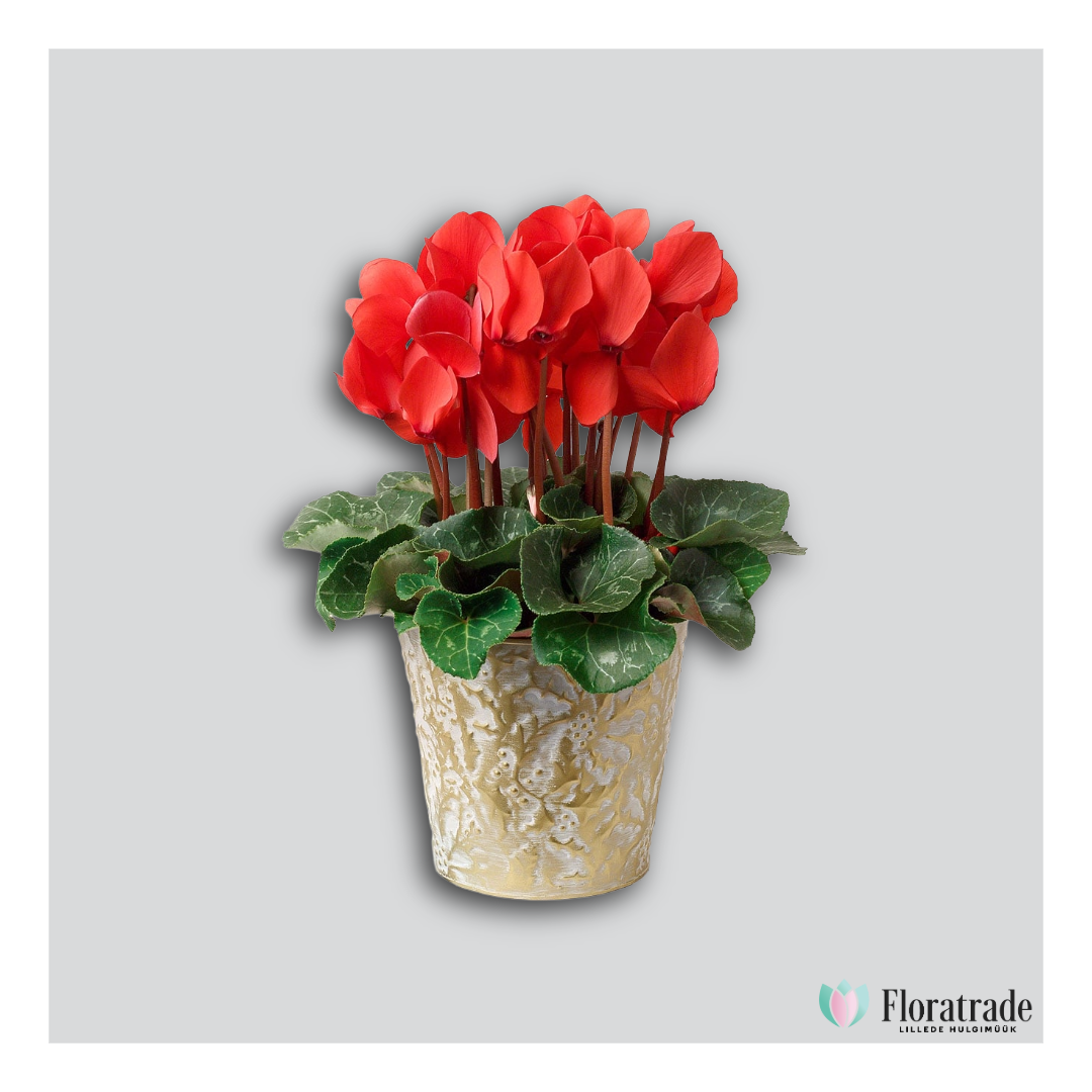 cyclamen.png (674 KB)